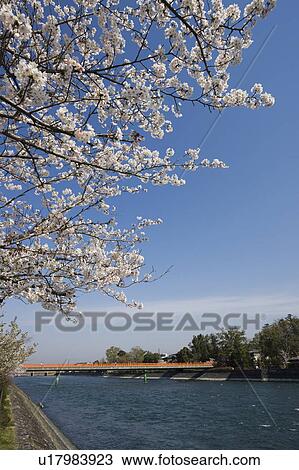 Cherry Blossom Blooming by River View Large Photo Image Stock Image - Cherry Blossom Blooming by River. Fotosearch