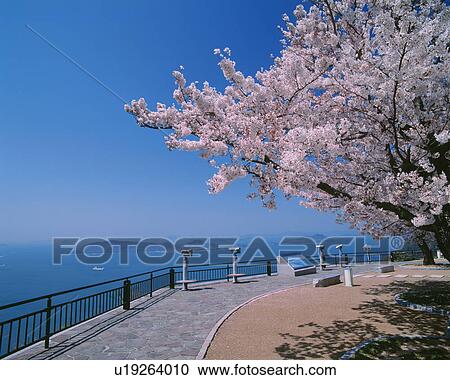 Cherry Blossom Blooming By Sea View Large Photo Image Stock Image - Cherry Blossom Blooming By Sea. Fotosearch