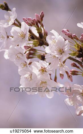 Cherry blossom View Large Photo Image Picture - Cherry blossom. Fotosearch