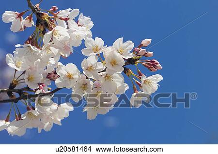 Cherry blossom View Large Photo Image Picture - Cherry blossom. Fotosearch