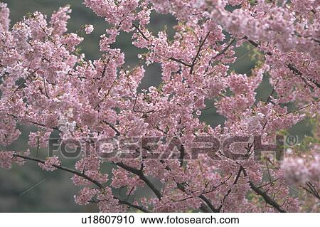 Cherry Blossom, Shizuoka Prefecture, Honshu, Japan View Large Photo Image Stock Image - Cherry Blossom, Shizuoka Prefecture, Honshu, Japan. Fotosearch