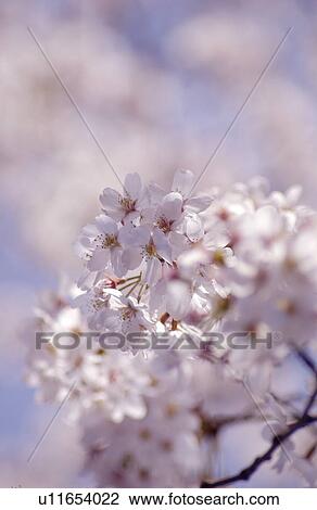 Cherry blossom View Large Photo Image Stock Image - Cherry blossom. Fotosearch