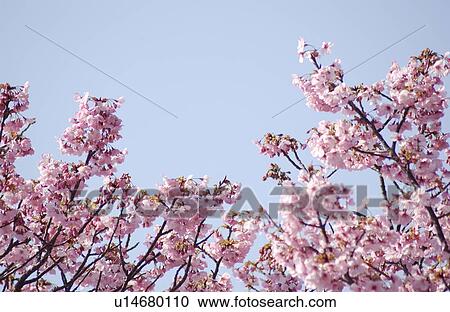 Cherry blossom View Large Photo Image Stock Image - Cherry blossom. Fotosearch