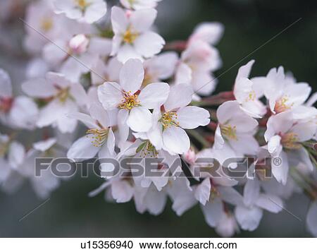 Cherry blossom View Large Photo Image Stock Image - Cherry blossom. Fotosearch