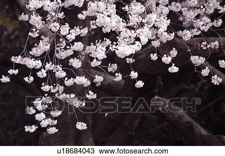 Cherry blossom View Large Photo Image Stock Image - Cherry blossom. Fotosearch
