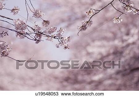 Cherry blossom View Large Photo Image Stock Image - Cherry blossom. Fotosearch