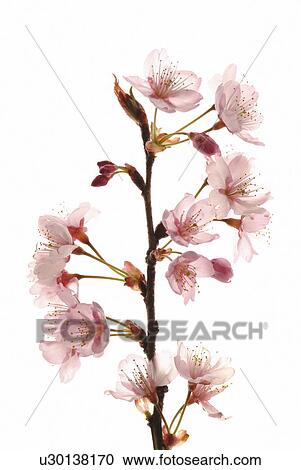 Cherry Blossom View Large Photo Image Stock Image - Cherry Blossom. Fotosearch