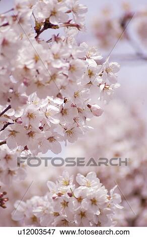 Cherry blossom View Large Photo Image Stock Photo - Cherry blossom. Fotosearch