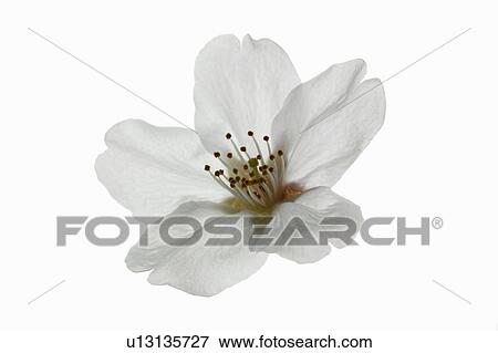 Cherry blossom View Large Photo Image Stock Photo - Cherry blossom. Fotosearch