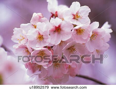 Cherry Blossom View Large Photo Image Stock Photo - Cherry Blossom. Fotosearch