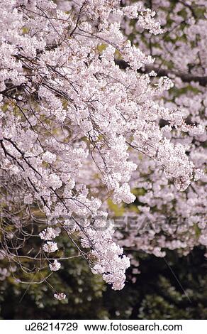 Cherry blossom View Large Photo Image Stock Photo - Cherry blossom. Fotosearch
