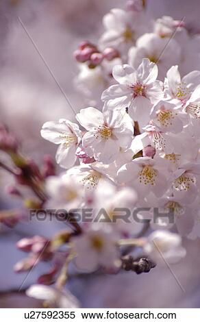 Cherry blossom View Large Photo Image Stock Photography - Cherry blossom. Fotosearch