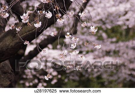 Cherry blossom View Large Photo Image Stock Photography - Cherry blossom. Fotosearch