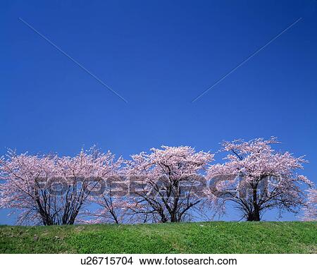 Cherry blossom trees, Yamagata Prefecture, Honshu, Japan View Large Photo Image Picture - Cherry blossom trees, Yamagata Prefecture, Honshu, Japan. Fotosearch
