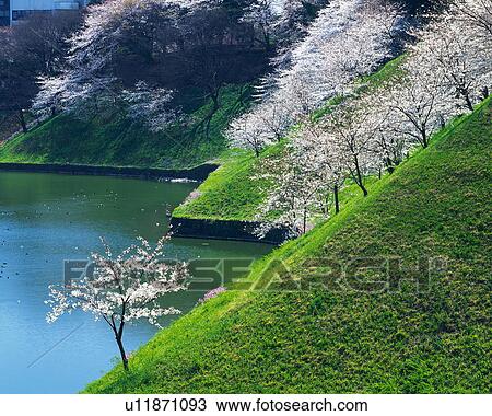 Stock Image - Cherry blossoms by moat, Tokyo Prefecture, Honshu, Japan. Fotosearch
