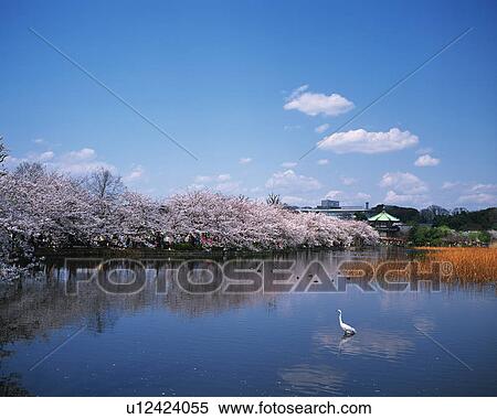 Stock Photography - Cherry blossoms in Ueno Park, Tokyo prefecture, Japan. Fotosearch