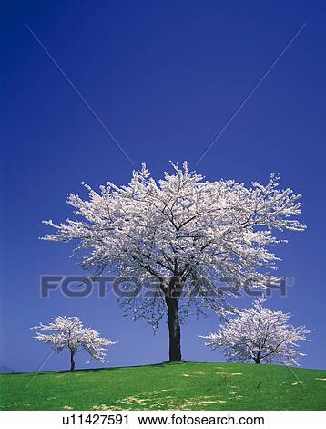 Stock Image - Cherry Blossoms, Niigata Prefecture, Honshu, Japan. Fotosearch