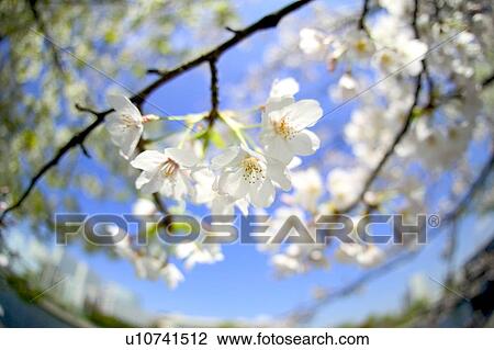Cherry flowers on branch, close up, fish-eye lens View Large Photo Image Stock Image - Cherry flowers on branch, close up, fish-eye lens. Fotosearch