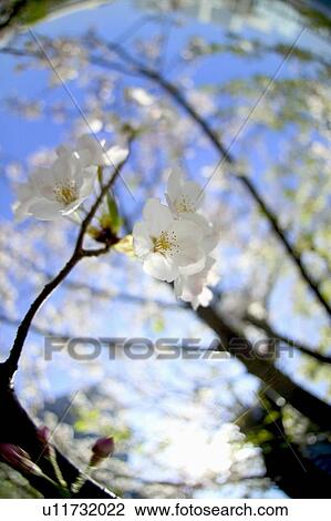Cherry flowers on branch, close up, fish-eye lens View Large Photo Image Stock Image - Cherry flowers on branch, close up, fish-eye lens. Fotosearch