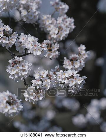 Stock Image - Cherry flowers on branch, close up, Yokohama city, Kanagawa prefecture, Japan. Fotosearch