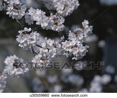 Stock Image - Cherry flowers on branch, close up, Yokohama city, Kanagawa prefecture, Japan. Fotosearch
