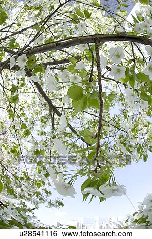 Cherry flowers on branch, close up, fish-eye lens View Large Photo Image Stock Photograph - Cherry flowers on branch, close up, fish-eye lens. Fotosearch