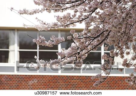 Stock Photo - Cherry flowers on branch. Fotosearch
