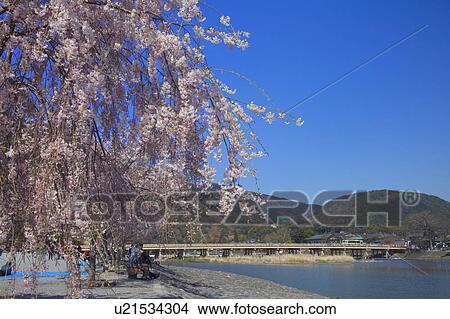 Picture - Cherry trees beside river, Kyoto city, Kyoto prefecture, Japan. Fotosearch