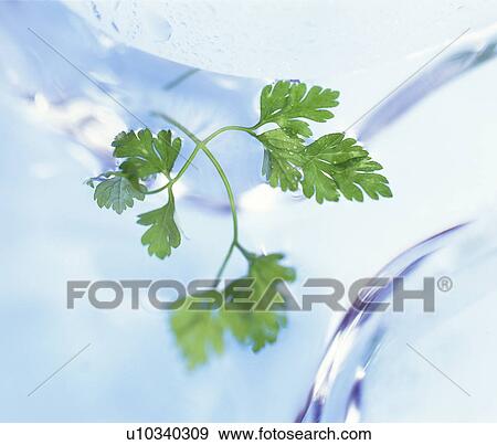 Stock Photo - Chervil, close up. Fotosearch