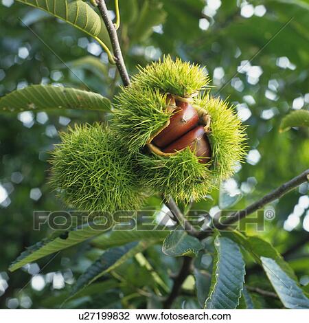 Chestnut View Large Photo Image Stock Image - Chestnut . Fotosearch