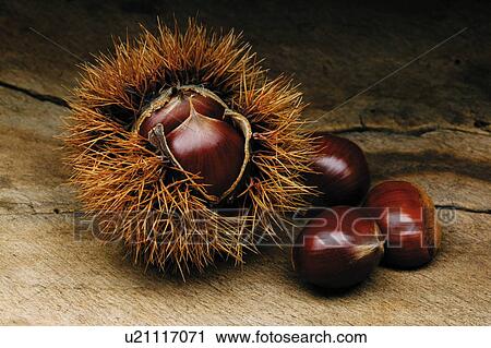 Chestnuts, close up View Large Photo Image Stock Image - Chestnuts, close up. Fotosearch
