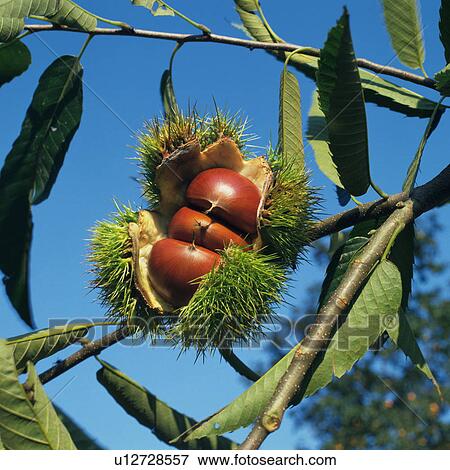 Stock Photo - Chestnuts on tree. Fotosearch