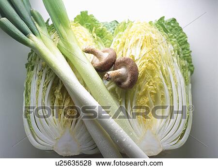 Stock Photo - Chinese Cabbage, Green Onion, Chinese Mushroom. Fotosearch