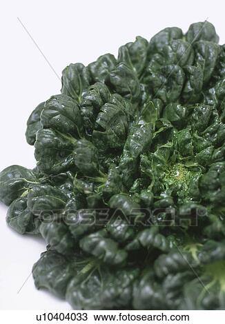 Chinese Flat Cabbage View Large Photo Image Stock Image - Chinese Flat Cabbage. Fotosearch