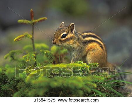 Stock Photography - Chipmunk, Hokkaido prefecture, Japan. Fotosearch