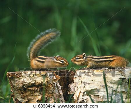 Chipmunks on tree stumps, Biei town, Hokkaido prefecture, Japan View Large Photo Image Picture - Chipmunks on tree stumps, Biei town, Hokkaido prefecture, Japan. Fotosearch