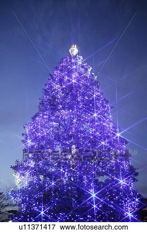 Christmas Tree View Large Photo Image Stock Photo - Christmas Tree. Fotosearch