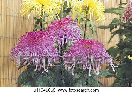 Chrysanthemums View Large Photo Image Stock Image - Chrysanthemums. Fotosearch
