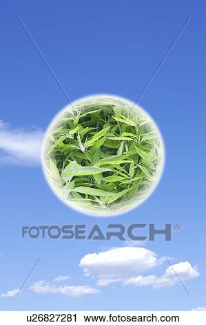 Stock Image - Circle of Green Grass in Sky. Fotosearch