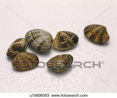 Stock Image - Clams. Fotosearch
