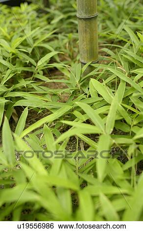 Stock Photograph - Close Up Image of Bamboo Grass. Fotosearch