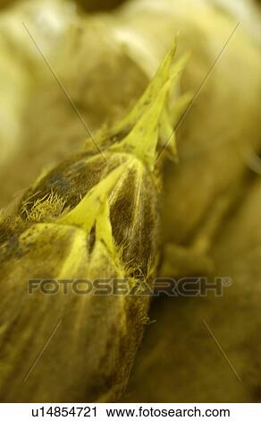 Close Up Image of Bamboo Shoot View Large Photo Image Stock Image - Close Up Image of Bamboo Shoot. Fotosearch