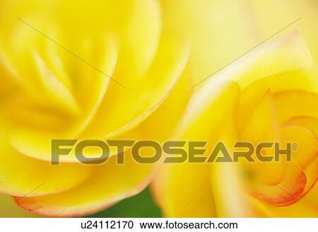 Close Up Image of Begonia View Large Photo Image Stock Image - Close Up Image of Begonia. Fotosearch