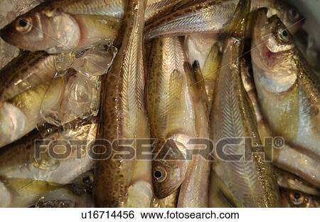 Close Up Image of Big Eye View Large Photo Image Stock Photograph - Close Up Image of Big Eye. Fotosearch