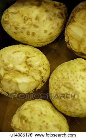 Close Up Image of Celeriac View Large Photo Image Stock Photo - Close Up Image of Celeriac. Fotosearch