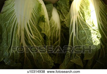 Close Up Image of Chinese Cabbage View Large Photo Image Stock Photo - Close Up Image of Chinese Cabbage . Fotosearch