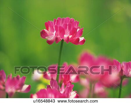 Stock Image - Close Up Image of Chinese Milk Vetch. Fotosearch