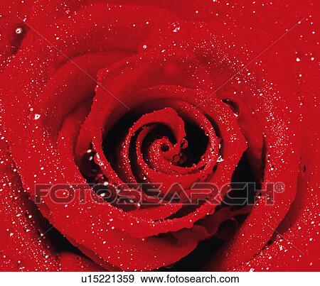 Stock Photo - Close Up Image of Dew on Red Rose. Fotosearch