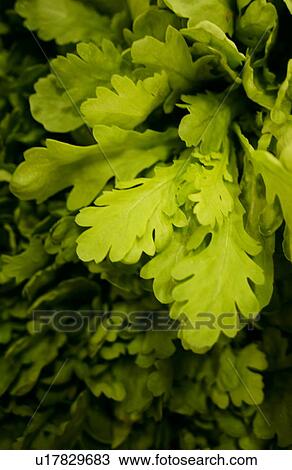 Stock Image - Close Up Image of Garland Chrysanthemum. Fotosearch