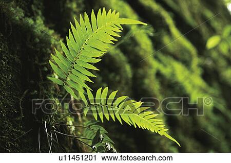Close Up Image of Green Grass View Large Photo Image Stock Image - Close Up Image of Green Grass. Fotosearch